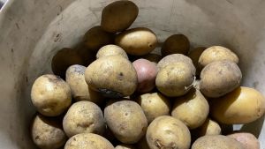 Пензенцы узнали, что картошка в России за неделю подорожала на 7,5%