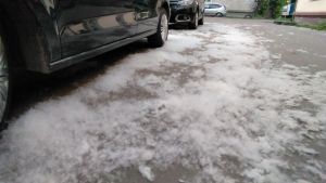 Пензенцам рассказали, как пожаловаться на скопление тополиного пуха во дворе