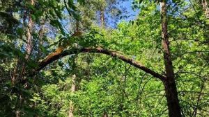 В Пензенской области обследовали дендрарий имени Морозова