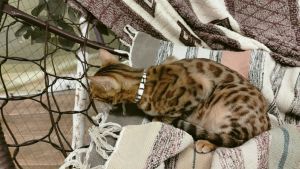 Сильная жара: как помочь домашней кошке безопасно пережить летний зной