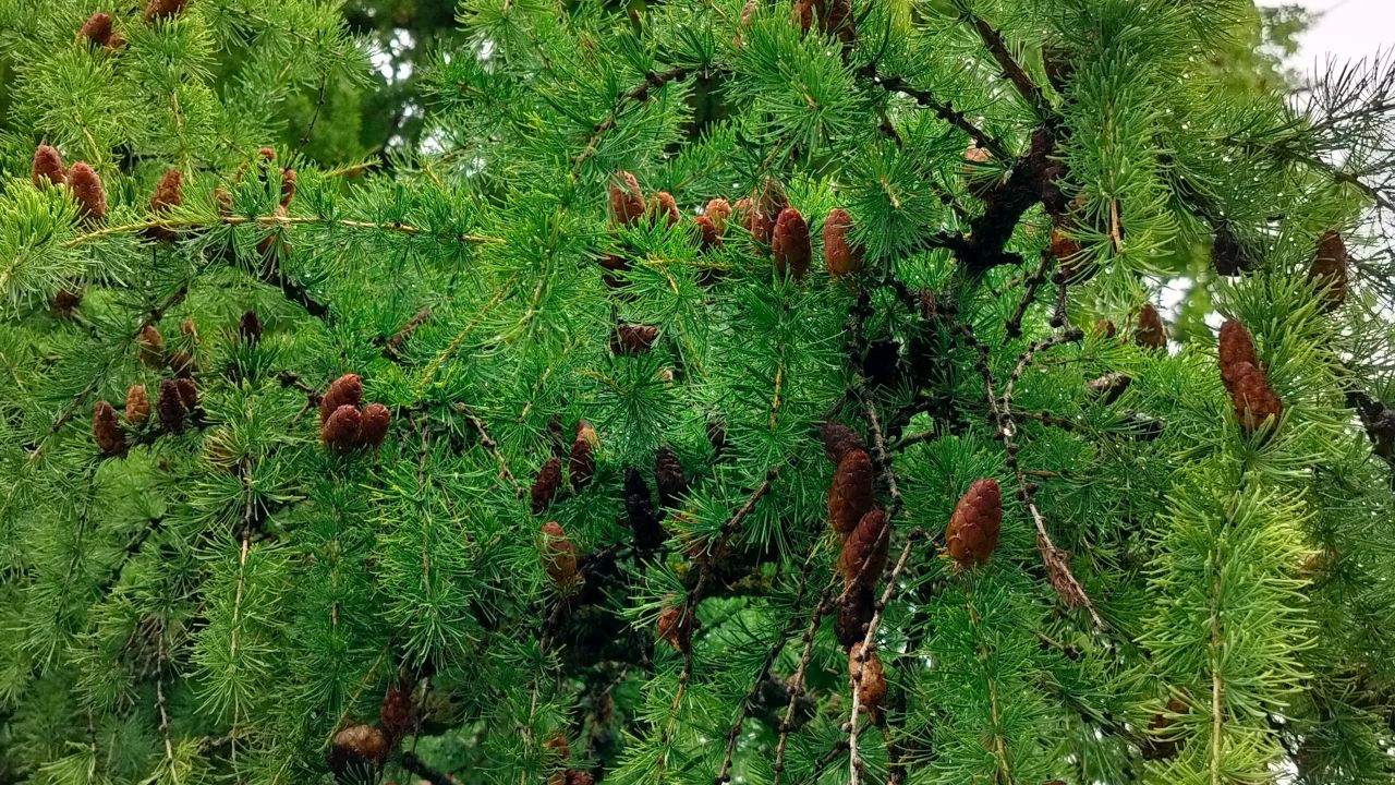 В Пензенской области лесовосстановление идет с опережением
