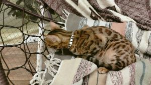 Какими опасными заболеваниями человек может заразиться от кошки: все владельцы должны знать