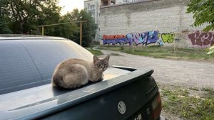 Охота и еда из мусорки: из чего состоит рацион уличных кошек и как их подкармливать