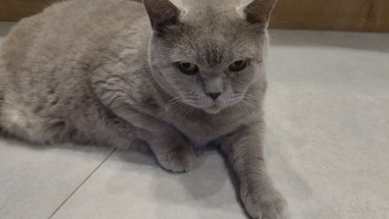 Городские и деревенские кошки: здоровье, безопасность, психотип и продолжительность жизни