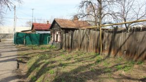 Узнала, как извести поросль сливы, — приводим дачу в порядок