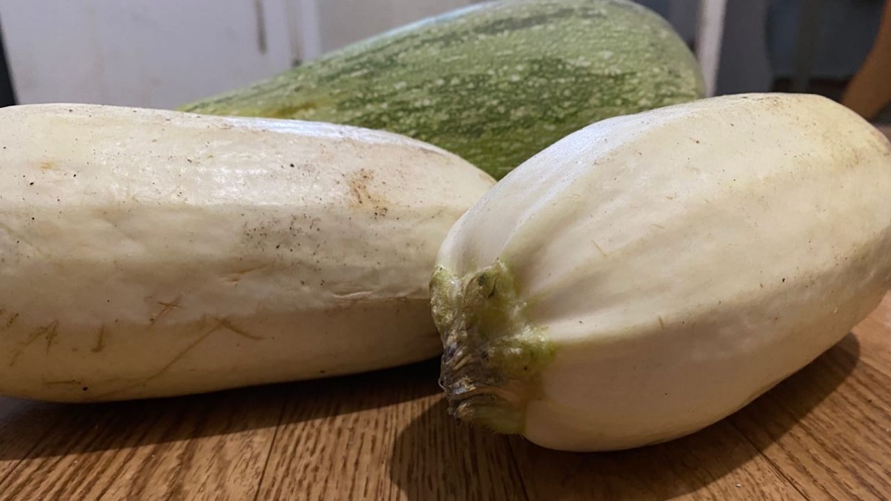 Что приготовить из кабачка на сковороде: быстрые простые рецепты - все продукты под рукой