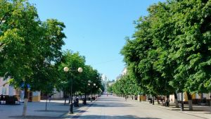 В центре Пензы высадят липы