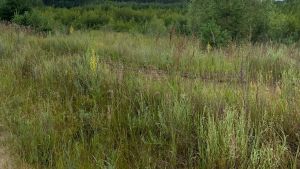 В Пензенской области бизнесмен оштрафован за заброшенные сельхозземли