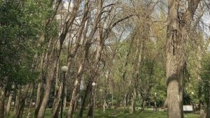 Пензенцам ответили, как проходит борьба с ясеневой златкой