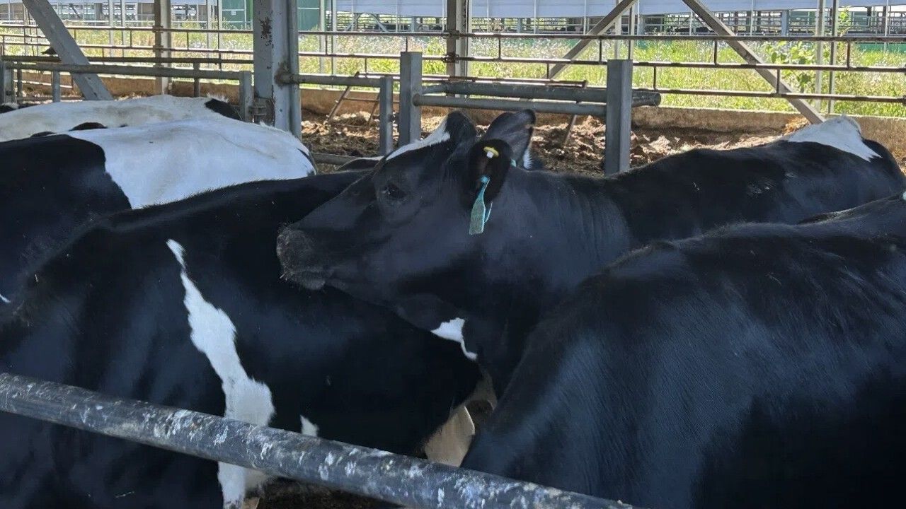 В Пензенской области увеличилось производство продукции животноводства