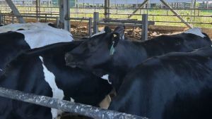 В Пензенской области увеличилось производство продукции животноводства