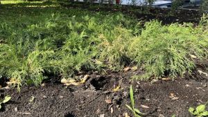 В центре Пензы неизвестные выкопали саженцы можжевельника
