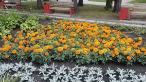 В Пензенской области последняя неделя лета будет прохладной