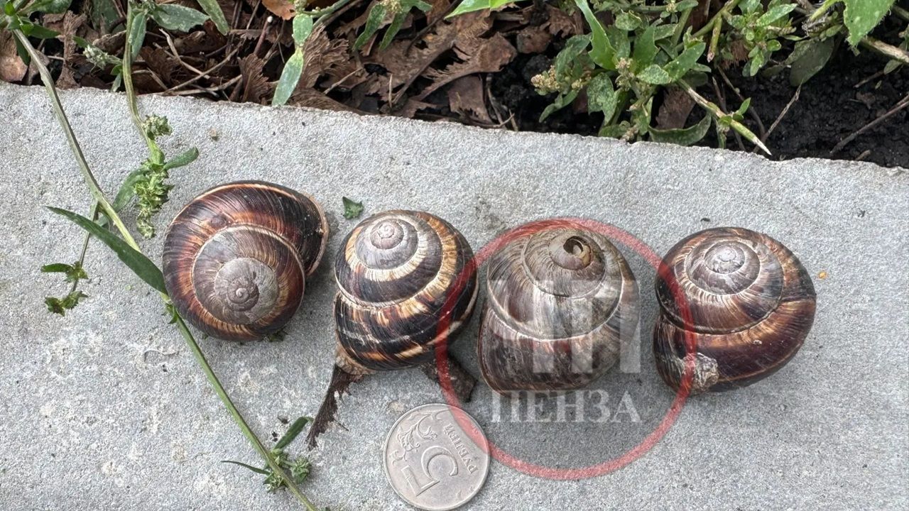 Научный сотрудник ПГУ прокомментировал фото с «гигантскими» улитками в Пензе