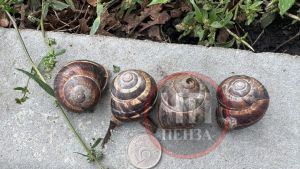 Научный сотрудник ПГУ прокомментировал фото с «гигантскими» улитками в Пензе