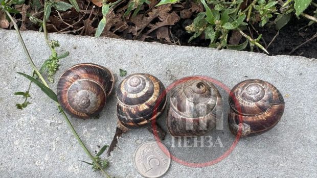 Научный сотрудник ПГУ прокомментировал фото с «гигантскими» улитками в Пензе