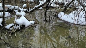 Житель Пензенской области заявил об уроне природе из-за канализационных стоков