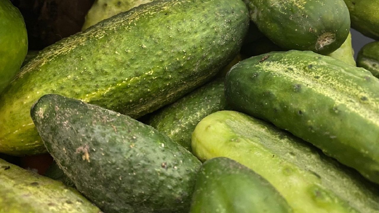 Соленые огурцы в банках — ядреные, как бочковые: идеальны с кусочком сала и картошечкой