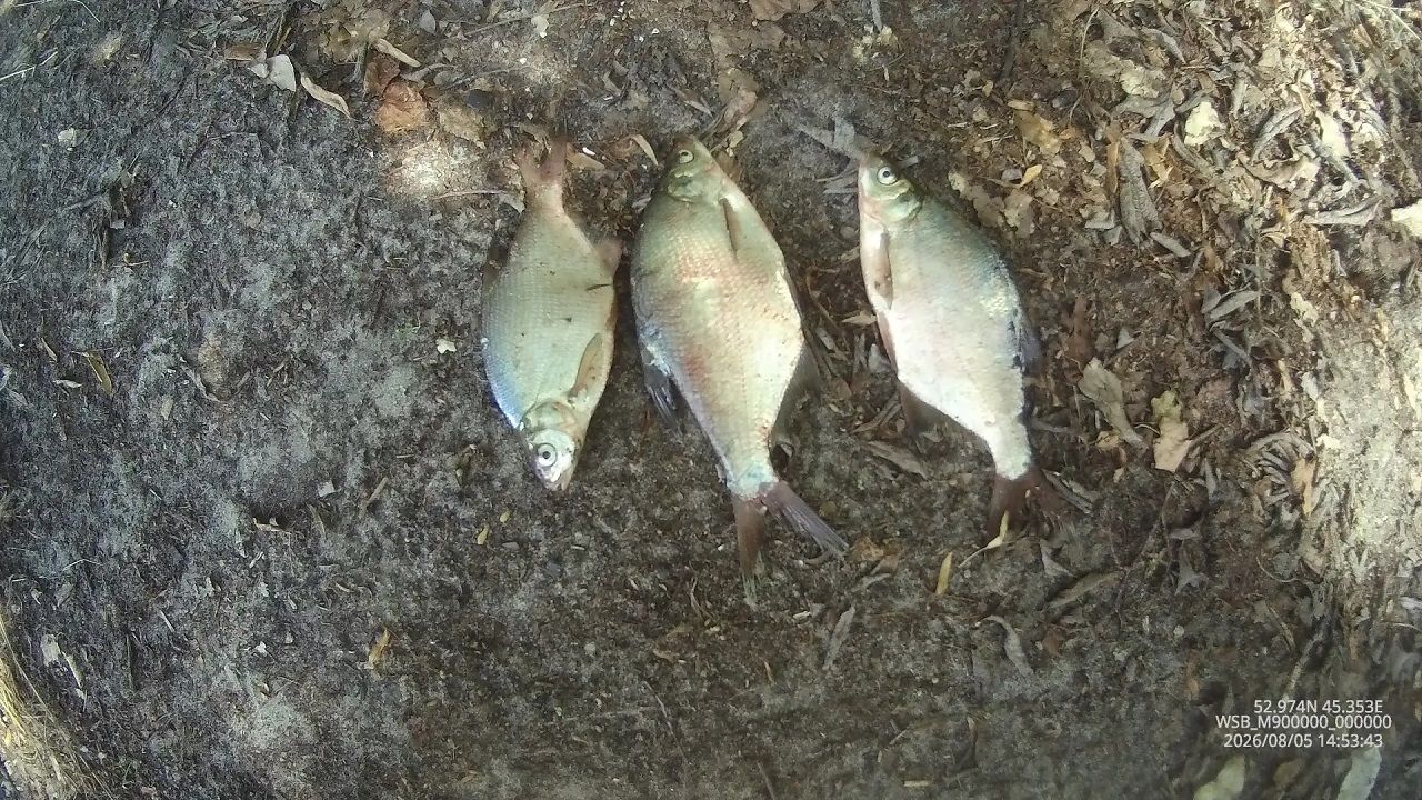 В Пензенской области рыбоохрана изъяла у нарушителей 8 кг биоресурсов