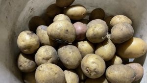 Жители Пензенской области узнали, что подешевели капуста и картошка