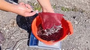 В Сурское водохранилище выпустили 350 шт. молоди стерляди