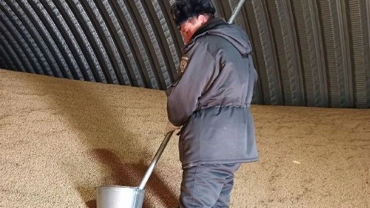 В Пензенской области выявили 220 недостоверных деклараций на зерно