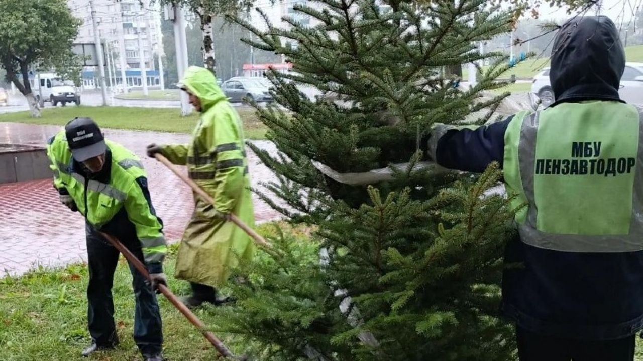 В Пензе с начала осени высадили около 1500 деревьев и кустарников