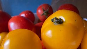 Готовлю густую томатную пасту и сок одновременно: помидор один, а продуктов два