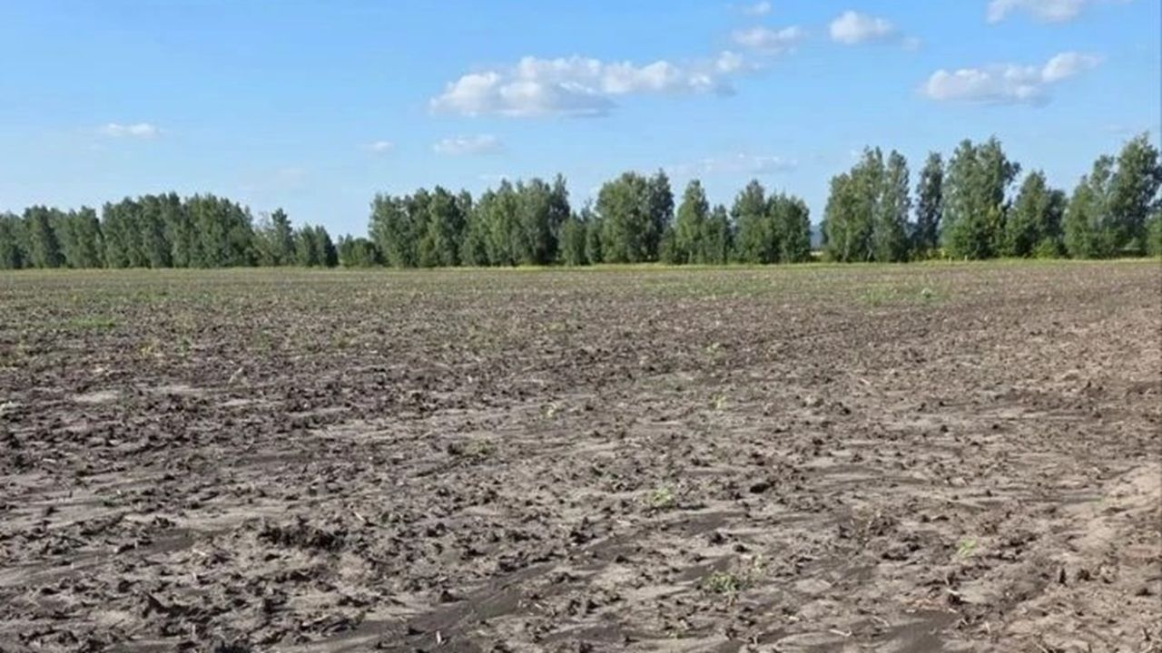 В Шемышейском районе на сельхозучастке снизилось плодородие почвы