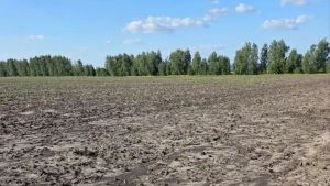 В Шемышейском районе на сельхозучастке снизилось плодородие почвы