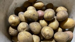 Драники без яиц и муки - самые вкусные, что я пробовала: делюсь тонкостями приготовления