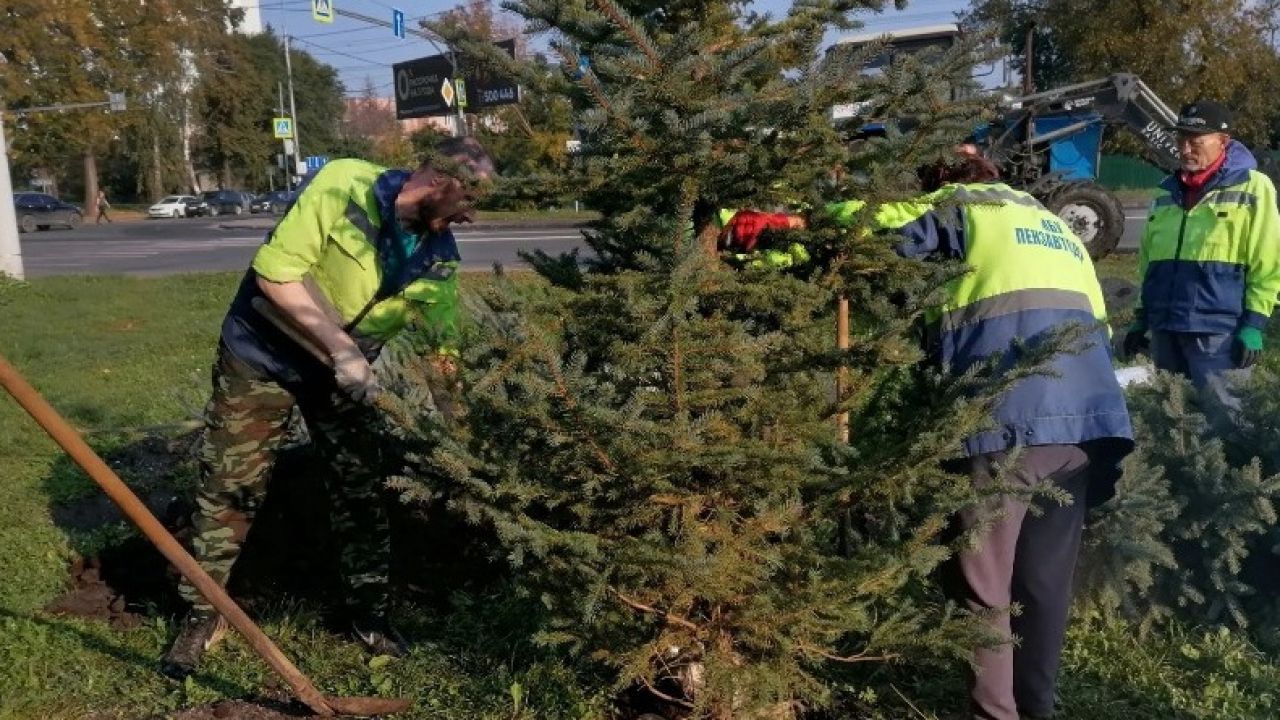 В Пензе на двух улицах подвяжут ели