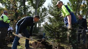 С начала сентября в Пензе высадили более 2300 деревьев и кустарников