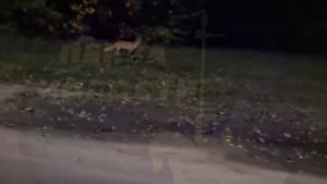 Пензенцы увидели лису на Олимпийской аллее