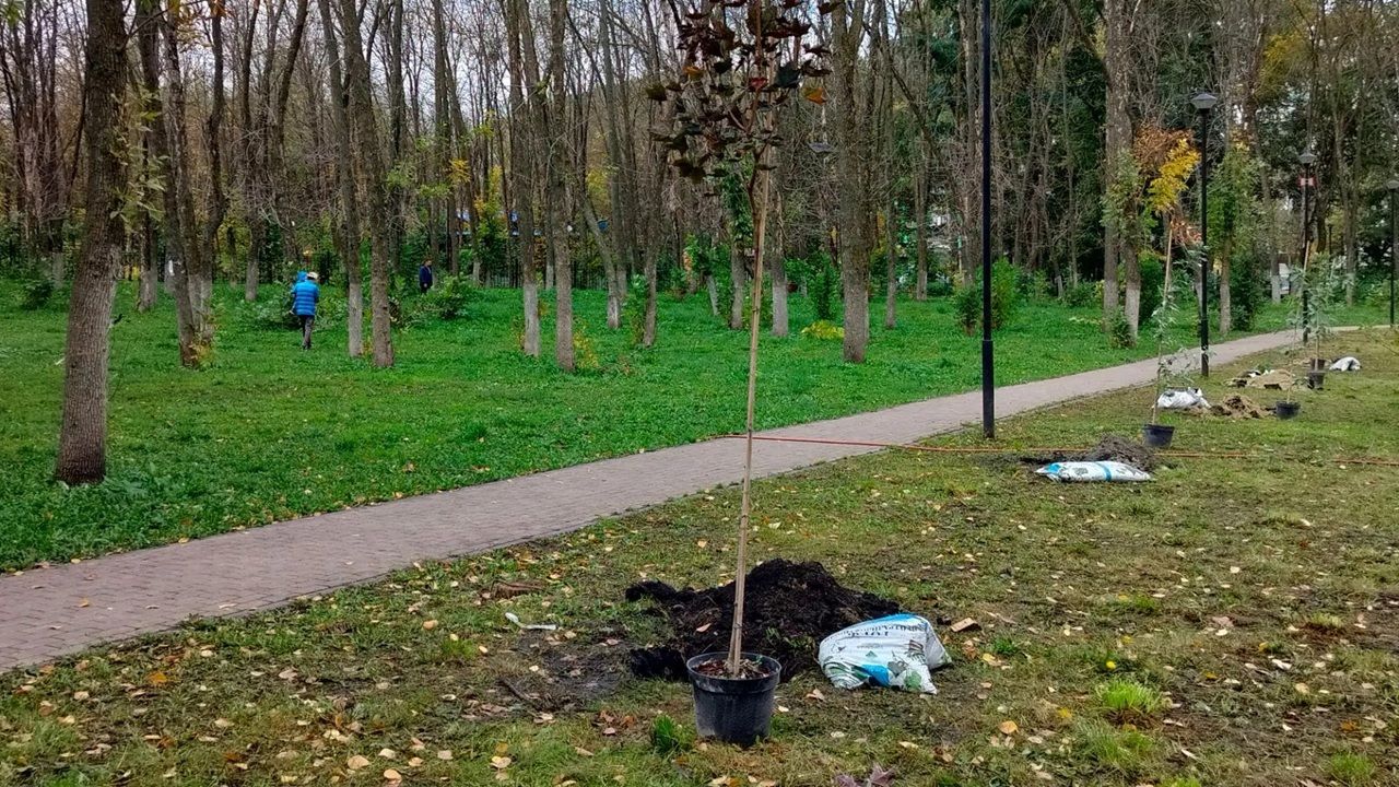 Проверка лесов на радиацию, предстоящие учения, посадка деревьев в Парке времен — новости Пензы и области за 26 сентября