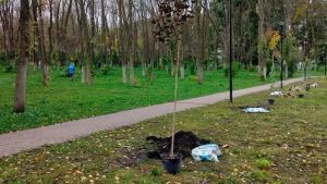 Проверка лесов на радиацию, предстоящие учения, посадка деревьев в Парке времен — новости Пензы и области за 26 сентября