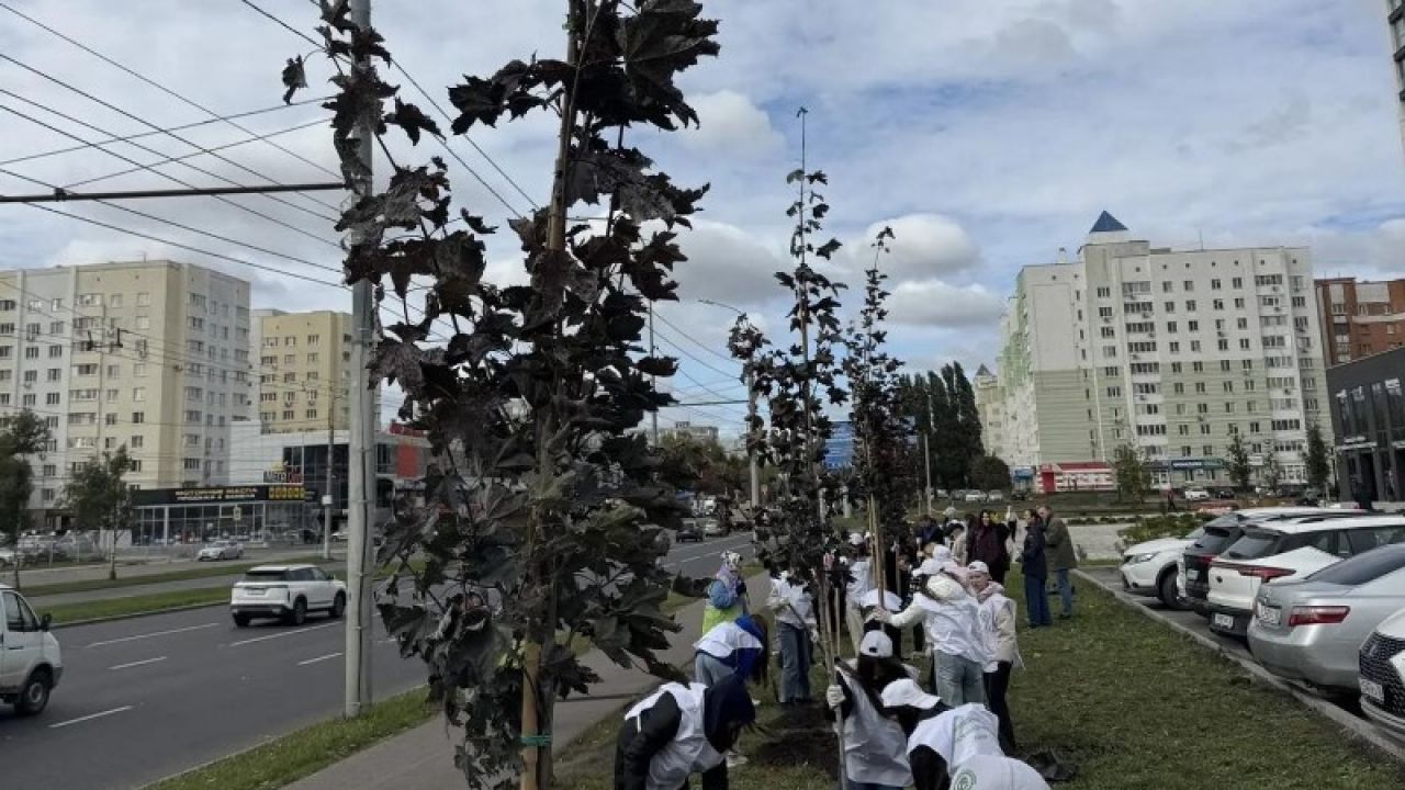 В пензенском Арбекове высадили клены