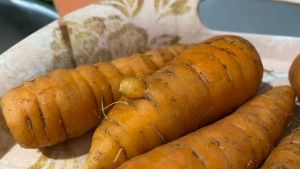 Как посеять морковь под зиму: сроки, сорта и секреты ухода