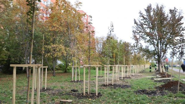 На улице Тернопольской в Пензе высадили более 50 молодых кленов