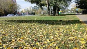 В Пензенской области 16 октября воздух прогреется до 22 градусов