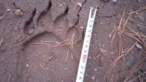 В Лунинском районе обнаружены следы медведя