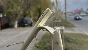 В Пензе проводят проверку по факту поломки 21 саженца на улице Чаадаева