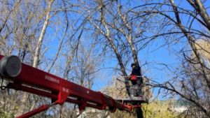На Западной поляне в Пензе убрали аварийные деревья возле детских площадок