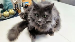 Кот-одиночка: как понять, что ваш питомец против четвероногого соседа