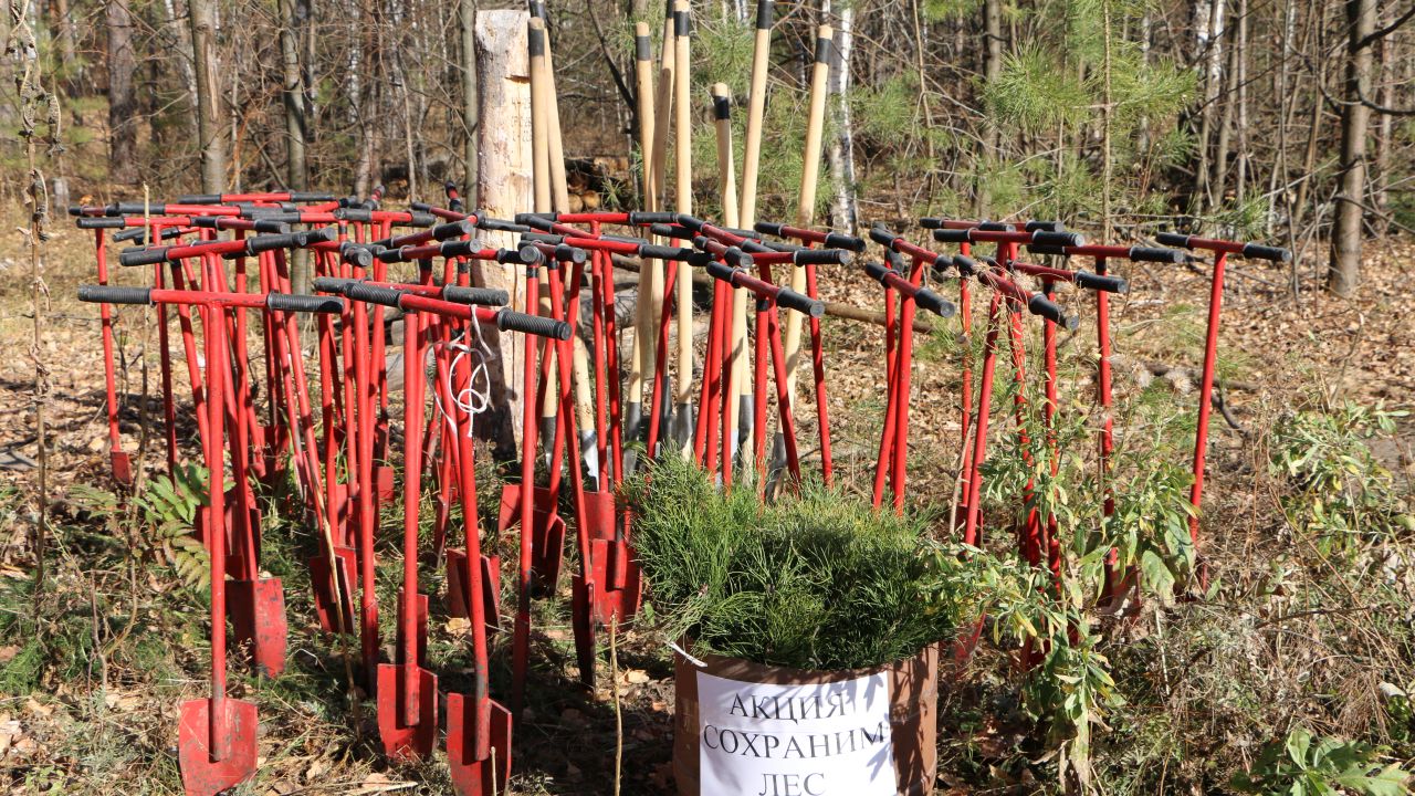 В Пензенской области засадят 40 гектаров лесов, пострадавших от пожаров