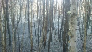 В Лопатинском районе за выходные потушили два лесных пожара