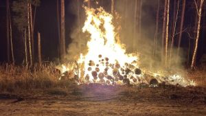 Названа причина лесного пожара в Никольском лесничестве