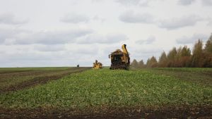 В Пензенской области аграрии собрали более 2 миллионов тонн сахарной свеклы