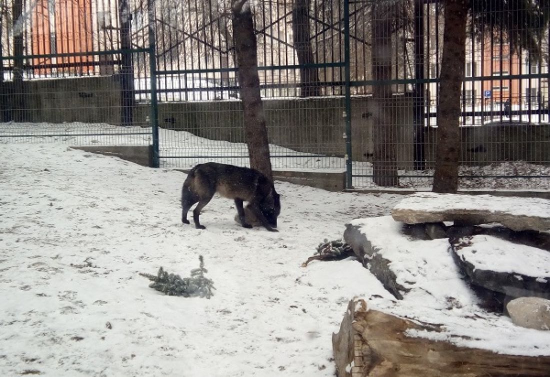 В Пензенском зоопарке состоялось показательное кормление волков