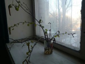 Фотовзгляд: Глаза зеленые весны